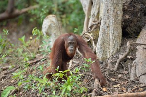 Trans Borneo Expedition 2014     